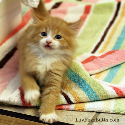 Orange Kittens by LuvFuzzButts.com