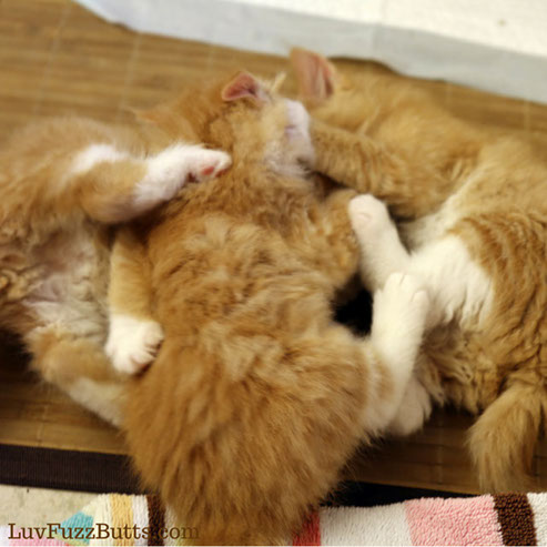 Orange Kittens by LuvFuzzButts.com