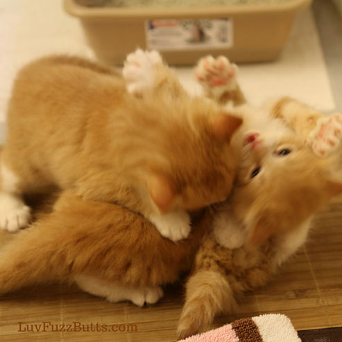 Orange Kittens by LuvFuzzButts.com