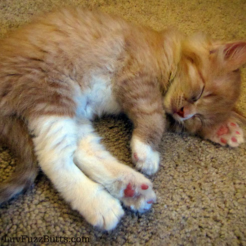 Orange Kittens by LuvFuzzButts.com