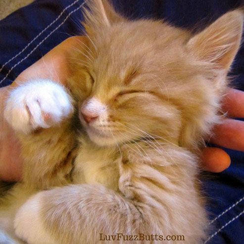 Orange Kittens by LuvFuzzButts.com