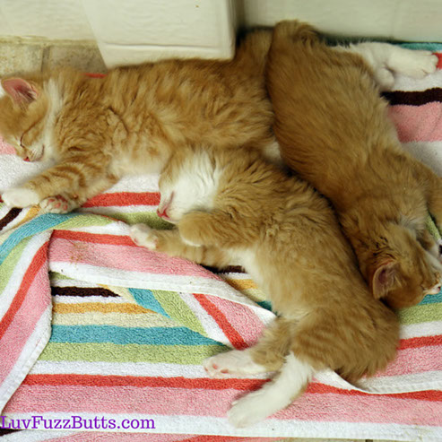 Orange Kittens by LuvFuzzButts.com