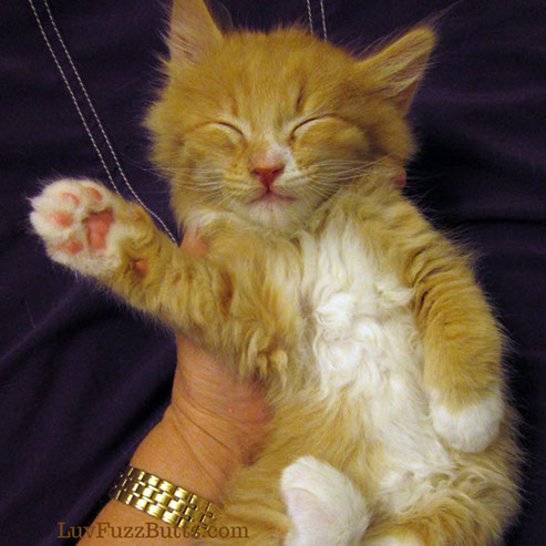 Orange Kittens by LuvFuzzButts.com