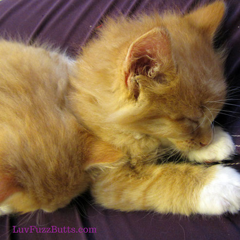 Orange Kittens by LuvFuzzButts.com