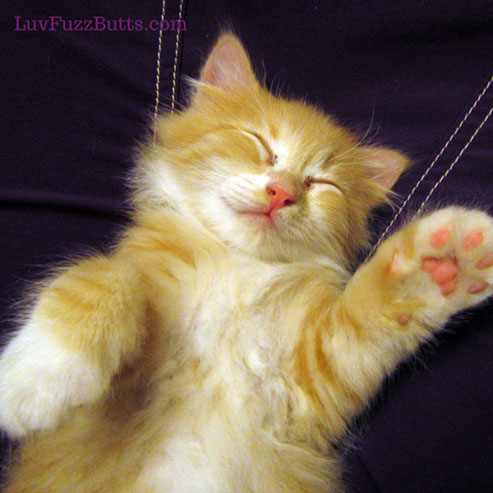 Orange Kittens by LuvFuzzButts.com