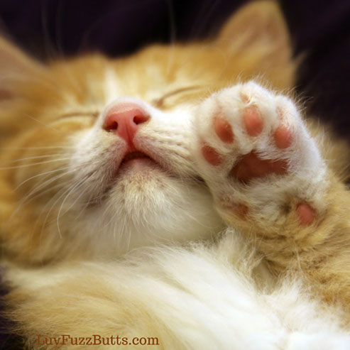 Orange Kittens by LuvFuzzButts.com