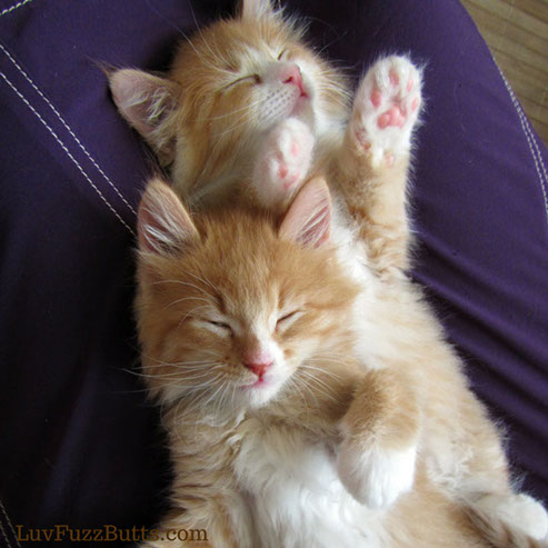 Orange Kittens by LuvFuzzButts.com
